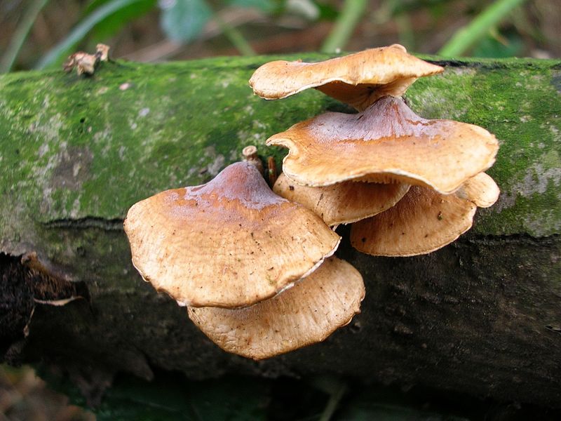 Panellus patellaris     (Fr.)      Konrad & Maubl